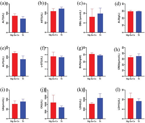 Figure 9. Levels of the main serum biochemical indicators of liver and kidney function. (a) ALT, (b) AST, (c) DBIL, (d) ALB, (e) ALP, (f) γ-GT, (g) BUN, (h) CREA, (i) UA, (j) CK, (k) LDH, and (l) LDH1 serum magnesium. ALT, alanine aminotransferase; AST, aspartate aminotransferase; DBIL, direct bilirubin; ALB, albumin; ALP, alkaline phosphatase; γ-GT, gamma-glutamic acid basotransferase; BUN, blood urea nitrogen; CREA, creatine; UA, uric acid; CK, creatine kinase; LDH, lactate dehydrogenase; LDH1, lactate dehydrogenase isoenzyme.