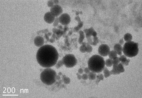 Figure 6. TEM images of the oleic acid/[SB3-12][HSO4]/ethanol system.