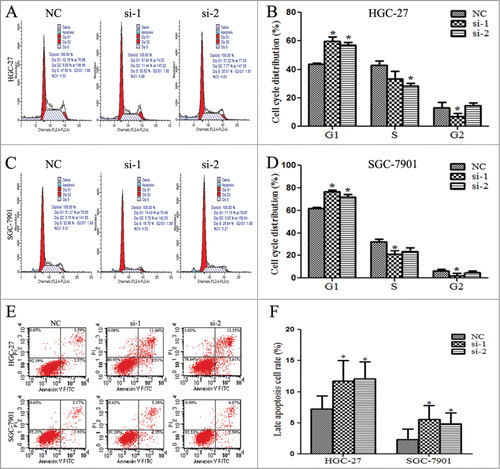 Figure 5. Linc00152 silence promotes cell cycle G1 phase arrest and apoptosis. (A and B). Cell cycle was arrested in G1 phase with Linc00152 silence in HGC-27. (C and D) Cell cycle arrest in G1 phase was increased in SGC-7901 with Linc00152 depletion. Flow cytometry was used to analyze the effects of Linc00152 on cell cycle when cells were treated with 40 nM siRNA targeting Linc00152 for 36 h in HGC-27 and SGC-7901 cells, respectively. (E and F) The late apoptosis cell rates were increased with Linc00152 knockdown in gastric cancer cells. The apoptotic cells were detected by flow cytometry after staining with Annexin V and PI after cells were transfected with 40 nM siRNA against Linc00152 for 36 h. The data were presented as the mean ± SD (n = 3), and *P < 0.05.