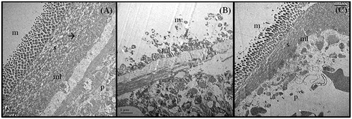 Figure 5. TEM of tegument of R. tetragona: (A) control showing an outer layer of dense microtriches (m) followed by thick syncytial (s) layer, muscle layers (ml) and parenchymal layer (p) and numerous secretory bodies (→); (B) worms treated with C. viscosum showing sloughed off microtriches, syncytial layer is exposed, muscle layer disoriented; (C) PZQ-treated worms showing clumping microtriches, syncytial layer degraded, muscle layer not distinct. All scale bars 1 μm.