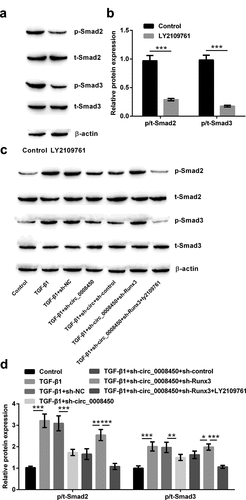 Figure 7. Circ_0008450 silence repressed the TGF-β/Smad signal pathway via the up-regulation of Runx3. (a and b) Keratinized epithelial cells treated with LY2109761 were applied for the detection of phosphorylation of Smads (Smad2 and Smad3) by Western blot. *** p < 0.001. (c and d) Keratinized epithelial cells treated with LY2109761, sh-circ_0008450 (sh-circ_0008450), sh-Runx3 (sh-Runx3) or TGF-β1 were applied for the detection of phosphorylation of Smads (Smad2 and Smad3) by western blot. * p < 0.05, ** p < 0.01 or *** p < 0.001