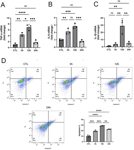 Figure 1. Construction of an in vitro model of injury and recovery due to ischemia-reperfusion. A–C Changes of TNF-α, IL-1β, and IL-6 mRNA expression at different times of reoxygenation. D Flow-through Annexin-FITC/PI double-staining assay to detect apoptosis at different times of reoxygenation. Data are expressed as mean ± SD and p < 0.05 was considered statistically significant (*p < 0.05, **p < 0.01, ***p < 0.001, ****p < 0.0001, nsP > 0.05).