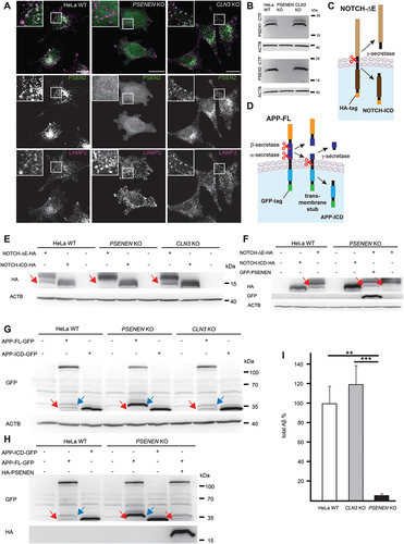 Figure 2. Impeded γ-secretase processing in PSENEN KO cells, but not in CLN3 KO cells. (A) Immunocytochemical localization of PSEN2 using an antibody specific for the processed C-terminal fragment (CTF) of PSEN2 (green) and an antibody against LAMP2 (magenta) in HeLa wild type (WT), PSENEN KO and CLN3 KO cells. Scale bars: 20 µm. (B) Detection of processed PSEN1 and PSEN2 in cell lysates using CTF specific antibodies. The CTFs are not detectable on immunoblots of PSENEN KO cell lysates indicating that PSENs are not processed. ACTB/β-actin immunoblotting was performed to control equal loading. (C) Illustration of the HA-tagged NOTCH-ΔE construct which serves as a substrate for γ-secretase without prior processing by other secretases. (D) Illustration of the GFP-tagged APP-full length (APP-FL) construct processed by α- or BACE/β-secretase before the remaining transmembrane stub is cleaved by γ-secretase and the intracellular domain (ICD) is released. (E) Analysis of cleavage products by immunoblotting. NOTCH-ICD-HA was transfected to estimate the size of the cleaved ICD. The NOTCH-ICD band is absent in PSENEN KO cell lysates expressing NOTCH-ΔE, but present in both WT and CLN3 KO cell lysates (red arrows). (F) Expression of GFP-PSENEN restores γ-secretase activity in PSENEN KO cells. Note the presence of the NOTCH-ICD band (red arrows) in GFP-PSENEN transfectants. (G) Immunoblot analysis of APP-FL-GFP transfected cells. The band corresponding to the APP-ICD-GFP fragment is present in WT and CLN3 KO cell lysates (red arrow). In contrast, this band is absent in PSENEN KO cell lysates, but levels of a larger fragment corresponding to the expected size of the transmembrane stub (blue arrows) are increased. (H) Expression of HA-PSENEN restores γ-secretase activity in PSENEN KO cells. Note, the presence of the APP-ICD-GFP band (red arrows) and the reduction of the band corresponding to the transmembrane stub (blue arrows) in HA-PSENEN transfectants. (I) Quantification of secreted total Aβ (Aβ40 and Aβ42) by ELISA. Aβ levels were normalized to sAPP‐α levels. Data represent mean ± standard deviation (SD), one-way ANOVA p-values, **p < 0.001; ***p < 0.0001.