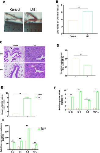 Figure 1 The expression of miR-24-3p, TRAF6, and pro-inflammatory cytokines in uterine tissue of LPS‐induced endometritis mice. (A) After 24 hr of LPS perfusion of the mouse uterus, the degree of gross inflammation in the uterine sample was assessed by visualization and metric. (B) W/D ratio of uterine tissue (n = 3). (C) H&E staining of uterine tissue (black arrows), scale bar: 100 μm, magnification: 200 μm and 400 μm (n = 3). (D) TRAF6 expression in uterine tissue of LPS‐treated mice by qRT-PCR (n = 6) β-actin was used as an internal control. (E) miR-24-3p expression in uterine tissue of LPS‐treated mice by qRT-PCR (n = 6). U6 snRNA was used as an internal control. (F) Pro-inflammatory cytokine IL‐1β, IL‐6, IL-8, and TNF‐α mRNA levels were determined by qRT-PCR. (G) The levels of the pro-inflammatory cytokines IL-1β, IL-6, IL-8, and TNF-α, were determined by ELISA (n = 3). Data was present as mean ± SD of three independent experiments. **p < 0.01 (Student’s t-test).