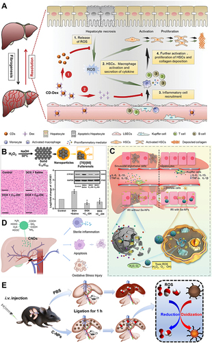 Figure 8 Carbon-based nanozymes for ALI alleviation. (A) Schematic illustration of esterase-responsive CD-Dex with ROS elimination and inflammation suppression capabilities for liver fibrosis therapy. Reprinted from Xu YC, Chen J, Jiang W, et al. Multiplexing nanodrug ameliorates liver fibrosis via ROS elimination and inflammation suppression. Small. 2022;18:2102848. Copyright © 2021 Wiley-VCH GmbH.Citation113 (B) Schematic illustration of [70]/[60] fullerenols against oxidative injury induced by reduplicative chemotherapy. Reprinted from Zhou Y, Li J, Ma HJ, et al. Biocompatible [60] / [70] fullerenols: potent defense against oxidative injury induced by reduplicative chemotherapy. ACS Appl Mater Interfaces. 2017;9:35539–35547. Copyright © 2017 American Chemical Society.Citation111 (C) Schematic illustration of the mechanism of self-assembled selenium-doped carbon quantum dots as antioxidants for HIRI management. Bai B, Qi S, Yang K, et al. Self-assembly of selenium-doped carbon quantum dots as antioxidants for hepatic ischemia-reperfusion injury management. Small. 2023;19:2300217. Copyright © 2023 Wiley-VCH GmbH.Citation115 (D) Schematic illustration of nitrogen-doped carbon dots (CNDs) for reactive oxygen species scavenging on HIRI. Reprinted from Chen D, Wang CQ, Yu HJ, et al. Nitrogen-doped carbon dots with oxidation stress protective effects for reactive oxygen species scavenging on hepatic ischemia-reperfusion injury. ACS Appl Nano Mater. 2023. Copyright © 2023 American Chemical Society.Citation114 (E) Schematic of carbohydrate-derived nanoparticles (C-NPs) for Hepatic ischemia-reperfusion injury treatment. Reprinted from Long Y, Wei H, Li J, et al. Prevention of hepatic ischemia-reperfusion injury by carbohydrate-derived nanoantioxidants. Nano Lett. 2020;20:6510–6519. Copyright © 2020 American Chemical Society.Citation112