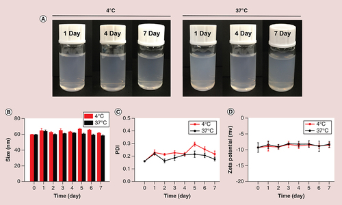 Figure 2. In vitro stability of sorafenib-loaded PEG-poly (ε-caprolactone) micelles. (A) Photographs of SF micelles stored at 4 and 37°C; (B) size; (C) PDI and (D) ζ-potential changes at 4 and 37°C for a week.PDI: Polydispersity index; SF micelle: Sorafenib-loaded PEG-poly (ε-caprolactone) micelle.