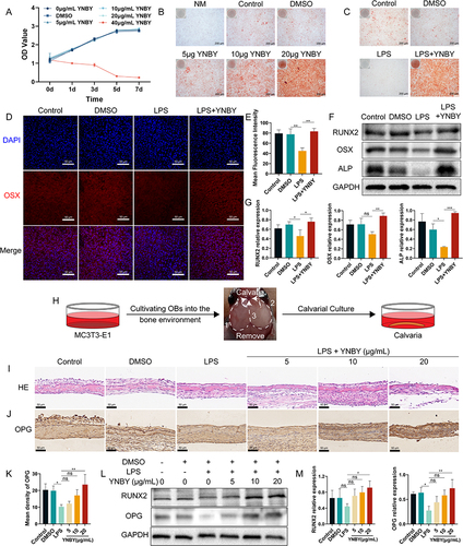 Figure 2 YNBY promotes osteogenic differentiation in an inflammatory environment. (A) CCK-8 assay of MC3T3-E1 cells after treatment with YNBY (0, 5, 10, 20 and 40 μg/mL) or DMSO for 0, 1, 3, 5 and 7 days. (B) Alizarin Red staining of MC3T3-E1 cells treated with different concentrations of YNBY; scale bar, 200 μm. (C) Alizarin Red staining of MC3T3-E1 cells treated with 20 μg/mL YNBY under LPS-induced inflammation; scale bar, 200 μm. (D and E) Immunofluorescence staining (D) and quantitative analysis (E) of OSX in MC3T3-E1 cells; scale bar, 50 μm. (F and G) Western blot (F) and quantificational analysis (G) of RUNX2, OSX and ALP in MC3T3-E1 cells. (H) Schematic diagram of the steps of calvarial anatomy. (I) Representative H&E staining of calvaria; scale bar, 50 μm. (J and K) Immunohistochemical staining (J) and quantitative analysis (K) of OPG in calvaria; scale bar, 50 μm. (L and M) Western blot (L) and quantification (M) of RUNX2 and OPG in calvaria treated with LPS and different concentrations of YNBY. Data are expressed as the mean ± SD; n = 3; *p < 0.05; **p < 0.01; ***p < 0.001, ns = not significant.