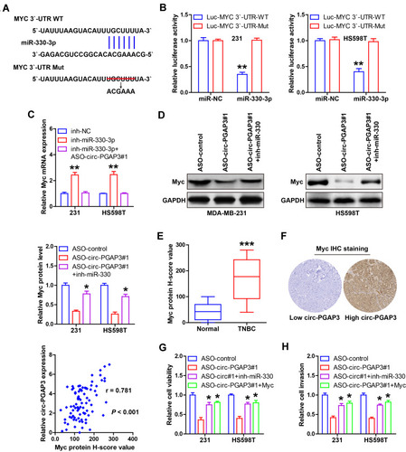 Figure 4 Identification of the circ-PGAP3/miR-330-3p/Myc axis in TNBC cells. (A) The complementary sequences of miR-330-3p and Myc 3′-UTR. (B) The luciferase reporter assay in the indicated two TNBC cells co-transfected with wild-type or mutant Myc 3′-UTR vector and control or miR-330-3p mimics. (C) qRT-PCR analysis of Myc mRNA expression in miR-330-3p-depleted TNBC cells transfected with ASO against circ-PGAP3. (D) Western blot analyzing the protein level of Myc in circ-PGAP3-depleted TNBC cells transfected with miR-330-3p inhibitors. (E) IHC staining of Myc in TNBC and normal tissues. (F) High Myc protein level was positively correlated with high circ-PGAP3 expression. (G–H) Cell viability and invasion were tested in circ-PGAP3-depleted TNBC cells transfected with miR-330-3p inhibitors or Myc expression plasmid. The difference between two groups was tested by Student’s t-test. *P<0.05, **P<0.01, ***P<0.001.