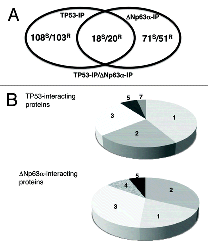 Figure 2. Bioinformatics of TP53 and ΔNp63α interacting proteins. (A) Using the GO software the TP53-IP/ΔNp63α-IP interacting partners defined by iTRAQ were organized as TP53-IP-specific, ΔNp63α-IP-specific, and TP53-IP/ΔNp63α -IP common protein interactors. Venn diagram depicts a number of proteins bound to TP53, ΔNp63α or both. S, sensitive cells; R, resistant cells. (B) TP53-specific and ΔNp63α-specific interacting proteins were divided into seven categories representing the following functions: (1) cell death/survival; (2) DNA damage/ signaling; (3) chromatin remodeling/gene regulation; (4) RNA processing; (5) protein trafficking/degradation; (6) oncogenes and (7) other.