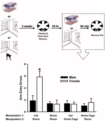Figure 3. Arm entry errors committed in the radial-arm water maze (RAWM) during the 24-h long-term memory test. Below the x-axis, the groups are identified by the manipulations that were performed on them during time point 1 (i.e. 5 weeks prior to training) and time point 2 (i.e. immediately prior to water maze testing). The top panel illustrates the experimental timeline, and the box depicts the time point for the data. Female rats exposed to a cat during time point 1 and then given a reminder of that experience immediately prior to memory testing made significantly more arm entry errors than all other groups. Data are mean ± SEM. N = 8–9 rats per group. *p < 0.05 versus all other groups, Holm–Sidak post hoc test.