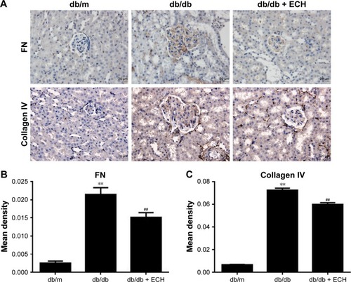 Figure 6 ECH reduces the expression of FN and collagen IV in db/db mice.