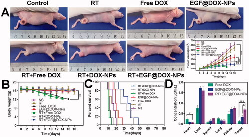 Figure 7. In vivo evaluation of antitumor effects and drug biodistribution. (A) Representative images of mice in each group and the change in tumor volume after different interventions. (B) The change in body weight of mice in the different groups. (C) Survival curves of mice in each group. (D) DOX distribution in the vital organs (including heart, liver, spleen, lung, and kidney) and tumors in the free DOX, EGF@DOX-NPs, and RT + EGF@DOX-NPs groups. ** p < .01, *** p < .001, **** p < .0001.