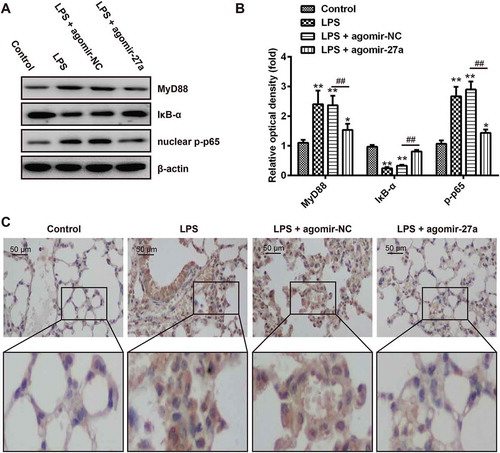 Figure 7. Overexpression of miR-27a blocked TLR4/NF-κB pathway in LPS-induced ALI mice. Groups of mice were given agomir-27a or agomir NC (2 mg/kg) by tail intravenous injection 24 h prior to 1 mg/kg LPS treatment. The mice were sacrificed after LPS administration for 24 h, and then the BALF were collected for analysis. (a) The levels of MyD88, nuclear p-p65 and p-IκB-α were measured by Western Blot (n = 3). (b) The bands were semi-quantitatively analyzed by using Image J software, normalized to β-actin density. Data represent the mean ± SD of three independent experiments. **p < 0.01 vs. control group. ##p < 0.01 vs. LPS + agomir-NC group. (c) Expression of nuclear p-p65 was measured using IHC in lung tissues from ALI mice injection with agomir-27a or agomir NC.