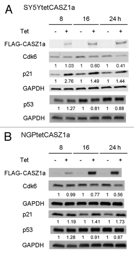Figure 3. Cdk6 and p21 were regulated by CASZ1a shortly after CASZ1 restoration. The protein levels of cell cycle regulators in SY5Y cells (A) and NGP cells (B) were visualized by immunobloting whole-cell lysate with indicated antibody from 8–24 h after induction of CASZ1a. The relative densitometric units were normalized to timed control, and the ratio shown under each condition.