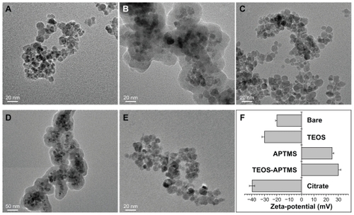 Figure 1 Physicochemical characterization of SPIONs tested. TEM images of bare SPIONs (A) and SPIONs modified with TEOS (B), APTMS (C), TEOS-APTMS (D), or citrate (E), along with the zeta-potentials (F) of each SPION.Note: The TEM images shown in this figure are representative of six independent experiments with similar results.Abbreviations: APTMS, (3-aminopropyl)trimethoxysilane; SPION, superparamagnetic iron oxide nanoparticles; TEM, transmission electron microscopy; TEOS, tetraethyl orthosilicate.