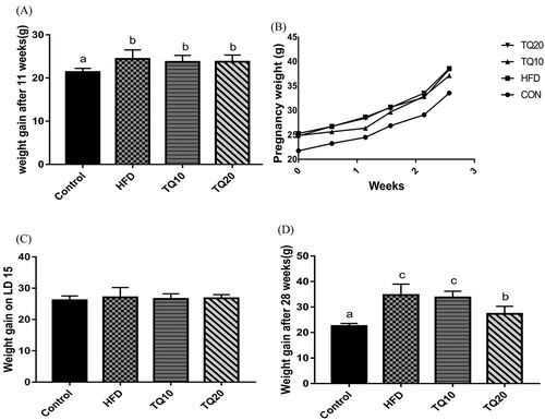 Figure 1. Effect of TQ on body weight. (A) Weight gain before mating (n = 18/group). (B) HFD group kept a higher Weight gain through pregnancy (n = 16/group). (C) Weight gain did not differ on lactation day (LD) 15 (n = 6/group). (D) TQ20 decrease weight gain after 28 weeks experimental period (n = 6/group). Significant differences between various groups were determined by one-way analysis ANOVA test. Data are expressed as mean ± SD and values were considered significantly different at p < 0.05. Different letters show significant differences between the groups at p < 0.05. CON: control. HFD: high-fat diet. TQ10: high-fat diet+ thymoquinone 10% ppm. TQ20: high-fat diet+ thymoquinone 20% ppm.