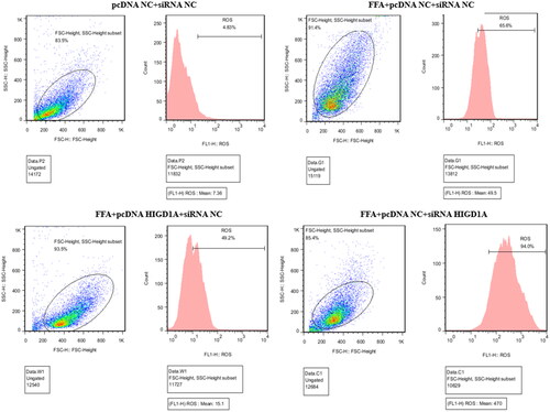 Figure 7. Overexpression of HIGD1A alleviates hepatic ROS under high-fat exposure and vice versa. The intracellular ROS was significantly elevated in FFA groups than control group (pcDNA NC + siRNA NC group). The intracellular ROS of FFA + pcDNA HIGD1A + siRNA NC group was lower compared with the FFA + pcDNA NC + siRNA NC group, and the intracellular ROS of FFA + pcDNA NC + siRNA HIGD1A group was higher compared with the FFA + pcDNA NC + siRNA NC group in HepG2.2.15 cells.