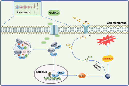 Figure 8. Schematic representation of GLEXG resisting ferroptosis and improving semen quality via the Keap1/Nrf2/GPX4 signaling pathway.