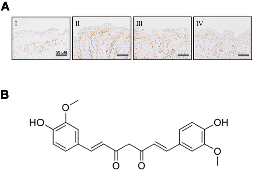 Figure 6 (A) The effect of CUR on the protein expression of p-STAT3 in lesion skin of the psoriasis mice. I, Control; II, Model; III, CUR 50 mg/kg; IV, CUR 100 mg/kg. Scale bar, 50μm. The selected images were typical skin lesions in each group, N=4 per group. (B) The structure of curcumin.