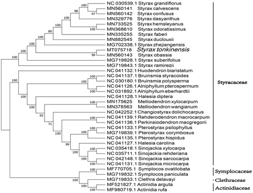 Figure 1. Neighbor-joining tree showing the relationship among S. tonkinensis and representative species within Styracaceae, based on whole chloroplast genome sequences, with 3 taxa from Ericales as outgroup. The bootstrap supports the values shown at the branches.