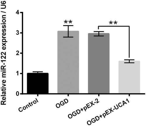 Figure 4. Overexpression of UCA1 declined miR-122 expression in OGD-stimulated H9c2 cells. H9c2 cells were subjected to OGD stimulation and/or pEX-UCA1 transfection, the miR-122 expression was tested. miR-122: MicroRNA-122. N = 3. Results were expressed as mean ± SD. **p ˂ .01.