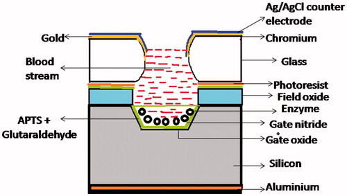 Figure 5 Schematic diagram of enzyme immobilized mini-EISCAP.