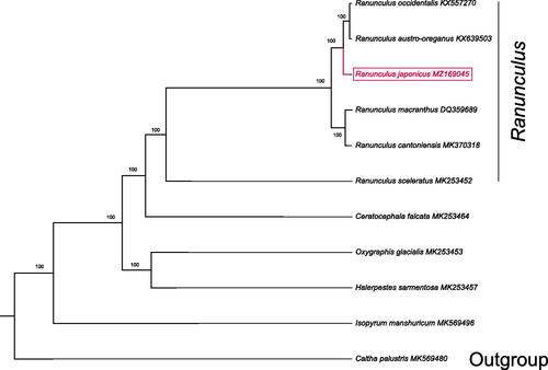 Figure 1. The phylogenetic tree based on 10 complete chloroplast genome sequences in Ranunculaceae (bootstrap values were showed on each node. Accession numbers were listed with each species).