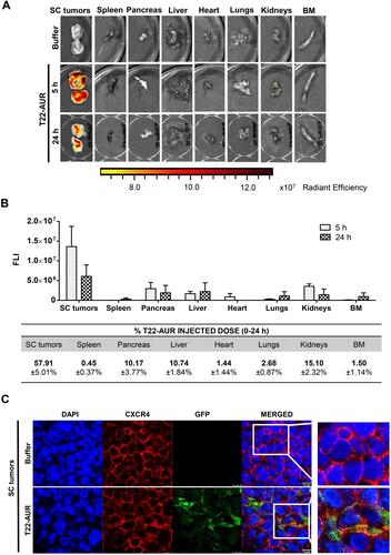 Figure 3 T22-AUR tissue biodistribution in a SC mouse model bearing CXCR4+ DLBCL cells. (A) Representative images of the FLI emitted in SC Toledo tumors and normal organs in animals treated either with buffer or the fluorescent nanoconjugate T22-AUR at 5 and 24 h. (B) Above: FLI quantification measured in SC Toledo tumors and normal organs in T22-AUR-treated mice 5 h (n=3) and 24 h (n=3) postinjection. FLI was calculated subtracting the autofluorescence of each tissue from buffer-treated mice (n=3) and represented as radiant efficiency. Below: Quantification of the percentage of T22-AUR injected dose that accumulated in SC tumors and non-infiltrated organs (spleen, pancreas, liver, heart, lungs, kidneys and BM). This percentage was measured using the area under the curve (AUC) of emitted FLI registered in each organ calculated in relation to the total emitted FLI during the 0–24 h period. (C) Confocal images visualizing cell nuclei (DAPI), CXCR4 receptor, GFP protein and the merged of the three staining in the SC Toledo tumors from animals treated with buffer or T22-AUR at 5 h. Scale bars=7.5 μm. All data are shown as mean ± standard error.