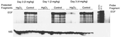 Figure 1A. Solution hybridization assay for in control and mercuric chloride (HgCl2) EGF injected rats at days 1 and 3. The probe is shown diluted 1:10 and 1:100. Simultaneous hybridization was carried out with 18S shown in the lower panel.