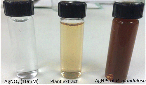 Figure 1. Synthesis of silver nanoparticles using plant extracts of P. glandulosa.