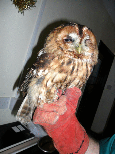 Tawny owl with a superficial corneal ulcer. Eye ulcers often warrant systemic as well as topical analgesia (courtesy of Adina Valentine)