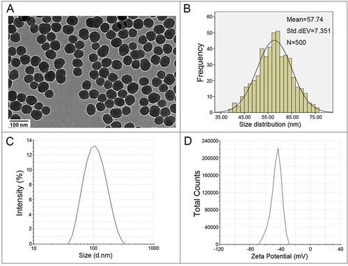 Figure 1. Characterization of SiNPs. (a) TEM analysis shows SiNPs exhibit near-spherical shape and good dispersibility. Scale bar: 100 nm. (b) Size-distribution histograms were obtained using ImageJ software. The average SiNP diameter was 57.74 ± 7.35 nm. (c) The hydrodynamic sizes and (d) zeta potential of SiNPs in distilled water.