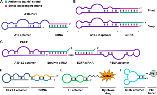 Figure 4. Aptamer-chimeras for drug delivery and bioimaging. A) Secondary structure of PSMA-specific aptamer-siRNA chimera (AsiC) designed by McNamara and co-workers consisting of the A10 aptamer portion and siRNA against either PLK1 [Citation150]. B) Optimized designs of A10-Plk1 reported by Dassie and colleagues from (A) resulted in two best-performing designs: blunt A10–3.2-Plk1 without overhangs on the 3’ end of the siRNA; swap A10–3.2-Plk1 contains UU overhang on the 3’ end of the siRNA and the passenger and guide strands are swapped [Citation151]. C) The structure of a larger AsiC designed by Liu et al. featured with a bivalent PSMA aptamer with dual siRNA targeting survivin and EGFR (PSEP). Both siRNAs contain a 2-nt overhang at the 3’ end. The PSEP structure is composed of three strands: one containing the A10–3.2 aptamer with anti-survivin antisense siRNA strand; one with A10–3.2 aptamer and two sense siRNA strands connected by a UUUU-linker; and one anti-sense EGFR siRNA strand [Citation152]. D) Schematic illustration of the anti-Axl aptamer-let-7 g miRNA chimera reported by Esposito et al. [Citation153]. E) The structure of prostate-specific E3 aptamer conjugated to the cytotoxic drug MMAF designed by Gray et al [Citation154]. F) The construct reported by Cheng and colleagues including an ME07 RNA aptamer targeting the extracellular domain of EGFR, chemically coupled to 18F-fluorobenzyl for PET imaging of mice bearing tumor xenografts of varying EGFR expression [Citation155]. Figures are adapted from the cited articles.