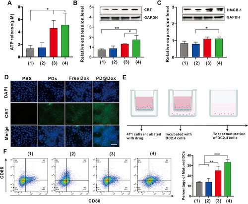 Figure 6 ICD effect of PD@Dox in vitro. (A) Histogram plot of extracellular ATP production by 4T1 cells after different treatments for 24 h. (B and C) Western blot and corresponding quantifications analysis of CRT and HMGB-1 expression on 4T1 cells following different treatments. (D) Immunofluorescence detection of CRT expressed on the surface of 4T1 cells following different treatments (scale bar = 50 μm). (E) Schematic illustration of 4T1 cells and DC2.4 cells coculture system. (F) Flow cytometric analysis of DCs maturation after 24 h coculture with ICD cancer cells generated through different treatments. In (A-C and F), (1) PBS; (2) PDs; (3) free Dox; (4)PD@Dox. *P<0.05, **P<0.01, ***P<0.001.