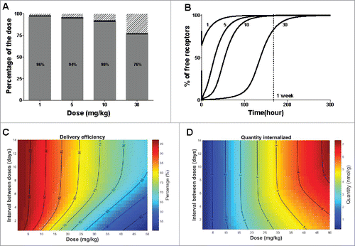 Figure 6. Optimization of protocol administration for maximizing delivery efficiency. (A) Delivery efficiency (grey), percentage of dose cleared via unspecific (non-target related) mechanisms (dashed area) or still bound to the receptor at 720 hours (30 days) post dose (black) after single IV bolus. (B) Simulated free available receptor concentrations over time in mice after IV bolus for all tested doses. The doses are indicated in mg/kg beside each simulation. (C) Delivery efficiency and (D) Quantity of the dose internalized via the target-mediated clearance pathway after two consecutive doses IV, varying the total amount and the interval between doses. The interval between the two consecutive doses is expressed in days, the dose in mg/kg and the quantity in nmol/g of liver. In both graphs, contour lines represent equivalent percentage or quantity values, respectively.