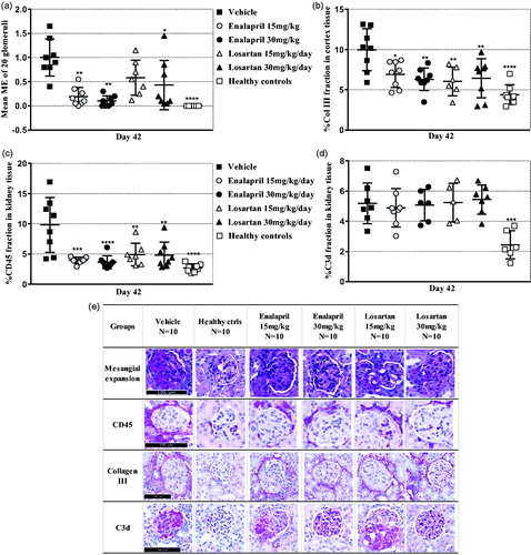 Figure 5. Effect of inhibitors of the renin-angiotensin system on histopathology. (A) Scatter plot is showing the mean glomerular mesangial expansion (ME) score. (B) Scatter plot is showing semi-quantification of collagen III positive area of the cortex area. (C) Scatter plot is showing semi-quantification of the CD45 positive area of the cortex area. (D) Scatter plot is showing semi-quantification of the C3d positive area of the cortex area. (E) Representative histopathological images. Data are shown as mean ± SD. *p < .05, **p < .01, ***p < .001, ****p < .0001 groups vs. vehicle group by one-way ANOVA using Tukey’s multiple comparisons test or Kruskal–Wallis multiple testing (n = 10).