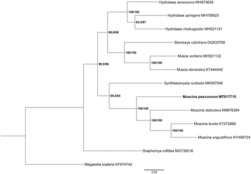 Figure 1. Phylogenetic analysis of M. pascuorum with 11 Muscidae species was generated by using maximum likelihood (ML) method. Megaselia scalaris was referred to as the outgroup.