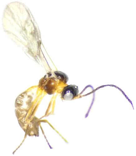 Figure 1. Adult image of Aphidius colemani Viereck 1912 (Hymenoptera: Braconidae: Aphidiinae). The main distinguishing morphological characters including: filiform antennae with 15 or 16 segments and 0–2 longitudinal placodes; maxillary palpi 4-segmented and labial palpi 2-seg- mented; forewing venation incomplete, with R1 longer than stigma length; r&Rs same length than stigma but shorter than R1 and stigma with elongate triangular shape. The photo of species was taken by the first author Jia-Yu Lin in China Agricultural University, Beijing, China.