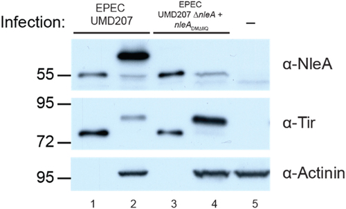 Figure 2. NleA deficient in Sec24 binding does not get modified. Western blot analysis of HeLa cell lysate infected with EPEC UMD207 expressing WT NleA (lane 2), NleADMΔIIQ (lane 4), or uninfected (lane 5). Bacterial lysates from the indicated strain are present in lanes 1 and 3. Blots were probed with anti-NleA, anti-tir, and anti-actinin antibodies. Migration of molecular weight makers (kDa) is indicated on the left.