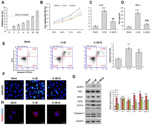 Figure 2 Quercetin attenuated IL-1β-induced inflammation and the apoptosis of rat chondrocytes. Rat chondrocytes were treated with 8 μM quercetin for 2 h, followed by stimulation with IL-1β. (A) IC50 of OA chondrocytes to quercetin. (B) Chondrocyte viability was analyzed by the CCK-8 assay. (C and D) The levels of pro-inflammatory cytokines (IL-18 and TNF-α) were determined by ELISA. (E) Cell apoptosis was evaluated by flow cytometry analysis performed with an Annexin V-FITC/propidium iodide (PI) apoptosis kit. (F) Hoechst 33342 staining was performed. Apoptotic cells exhibited morphological changes in the nuclei typical of apoptosis. Images were captured under a fluorescence microscope. (G) The levels of NLRP3, ASC, and IRAK1 proteins were examined by Western blotting. (H) NLRP3 immunofluorescence staining. Markedly increased red bright puncta indicate the upregulated expression of NLRP3 (bar: 20 μm). Data represent a mean value ± standard deviation. *p <0.05, **p < 0.01, ***p < 0.001, compared with blank; #p < 0.05, ##p < 0.01, ###p < 0.001, compared with IL-1β. $$p < 0.01, compared with IL-1β + quercetin + vector.