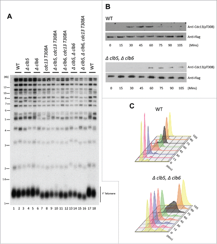 Figure 1. (S)Phase cyclins facilitate Cdk1-dependent phosphorylation of Cdc13 in vivo. (A) Measuring telomere length using teloblot: Loss of individual (S)phase cyclins show no change in telomere length (Compare lanes 1,2,17,18 to 3–6). Combined deletion of (S) phase cyclins, Δclb5Δclb6, result in shortened telomeres identical to the telomere phenotype observed in Cdc13 phosphorylation mutant, cdc13-T308A (Compare lanes 13,14 and 7,8 to 1,2,17,18). Additionally, cdc13-T308A along with Δclb5 or Δclb6 does not alter the short telomere phenotype observed in cdc13-T308A (Compare lanes 7,8 and 9–12). (B) Cell cycle dependent phosphorylation status of Cdc13(T308) in Δclb5Δclb6 vs WT: Haploid yeast strains carrying 3xFlag tagged Cdc13 with either WT (Top Panel) or Δclb5Δclb6 (bottom panel) was arrested in G1 using α-factor and released to progress through cell cycle collecting pellets every 15 min. Immunoprecipitation of Cdc13–3xFlag with anti-Flag in cell cycle synchronized yeast cells shows that there is a 30 min delay in Cdc13 phosphorylation in the strain lacking Clb5/6 compared with the WT. (C) FACS analysis indicative of the cell cycle progression after α-factor synchronization for strains used in ‘(B)’ shows that the onset of (S) phase is delayed by 30 min for Δclb5Δclb6 compared with WT.