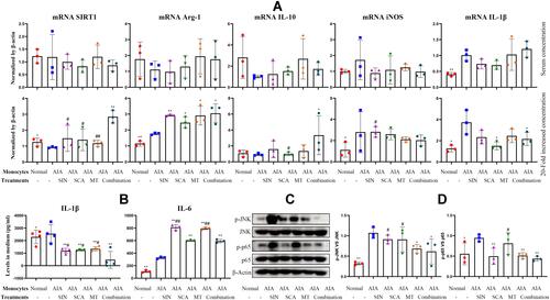Figure 7 Effects of QLY-related anti-rheumatic compounds on AIA monocytes in vitro. (A) mRNA expression of SIRT1, Arg-1, IL-10, iNOS and IL-1β in compounds-treated AIA monocytes using concentrations detected in QLY-containing serum (serum concentration) or concentrations increased by 20-folds (20-fold increased concentration); (B) levels of IL-1β and IL-6 in medium released by compounds-treated AIA monocytes using 20-fold increased concentration, determined by ELISA; (C) Western blot analysis of p65, p-p65, JNK, p-JNK protein expression in compound-treated AIA monocytes using 20-fold increased concentration; (D) quantification of assay C. Statistical significance: *p < 0.05 and **p < 0.01 compared with untreated AIA monocytes; #p < 0.05 and ##p < 0.01 compared with AIA monocytes receiving combination stimulus (SIN + SCA + MT).