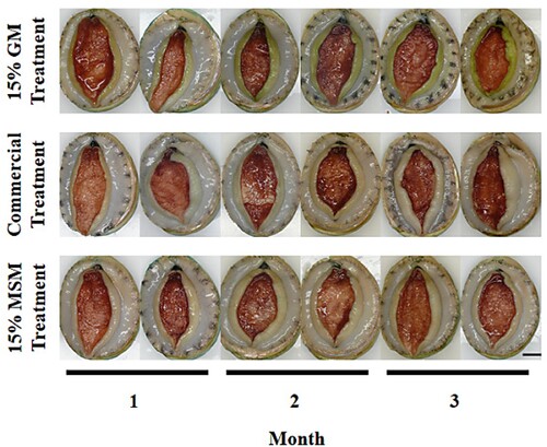 Figure 1. Experiment 1 lip and foot colour of greenlip abalone in either the 15% Gracilaria cliftonii meal treatment (formulated to contain 15% G. cliftonii meal (GM) and 85% of commercial diet) or the commercial treatment or the 15% MSM treatment (formulated to contain 15% mixed species macroalgae meal (MSM) and 85% of commercial diet) during a three-month laboratory feed trial. Bar = 1 cm.