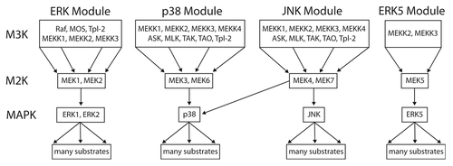 Figure 7. The 3-tiered MAPK module structure in mammals. Mammals have 4 established MAP kinase modules, the canonical ERK MAPK module, the p38, and JNK stress-activated modules, and the ERK5 module. All of the MAPK cascades follow a 3-tiered module configuration, with the proximal MAP Kinase Kinase Kinase (M3K), a central MAP Kinase (M2K) and a terminal MAP Kinase (MK). In general, each module regulates distinct cell phenotypes, with the ERK module controlling cellular proliferation and differentiation, the p38 and JNK modules controlling cellular response to various forms of stress, and the ERK5 module controlling both stress response and cell proliferation. However, MAPK module functions are often overlapping and opposing, and individual MAPK modules can also regulate non-canonical cell phenotypes under certain conditions. The proximal M3K consists of a group of evolutionarily diverse, promiscuous input kinases that link the evolutionarily conserved, non-promiscuous M2Ks to a variety of external stimuli. The M2Ks are tightly linked to their cognate, evolutionarily conserved MAPKs. Once phosphorylated the MAPKs dissociate from their M2K partners and function as the output node of the module, phosphorylating a diverse array of substrates that include transcription factors, phosphatases and other kinases. For detailed reviews of the form and function of mammalian MAPK modules the readers are referred to.Citation6,Citation29