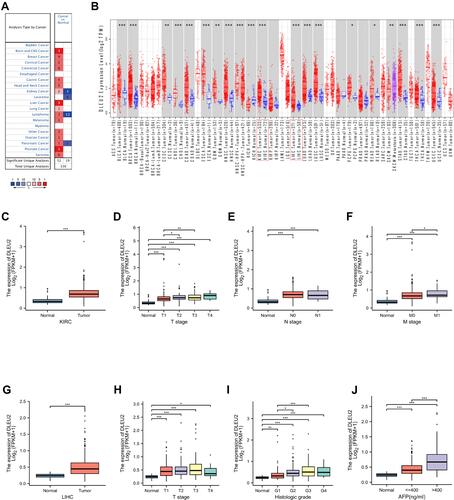 Figure 1 Expression of DLEU2 in cancer tissues and matched normal tissues in various cancers. (A) DLEU2 expression in cancer tissues and matched normal tissues in various cancers derived from the Oncomine database. (B) DLEU2 expression in different cancers derived from the TIMER website platform and the text in the red box refers to the expression level of DLEU2 in KIRC and LIHC. (C) Differences in DLEU2 expression between KIRC samples and matched normal samples. (D–F) The expression level of DLEU2 correlated significantly with the T stage (D), N stage (E) and M stage (F) in the international TNM staging system of KIRC. (G) Differences in DLEU2 expression between LIHC samples and matched normal samples. (H–J) Expression of DLEU2 correlated significantly with the T stage in the international TNM staging system of LIHC (H), histological grade (I) and AFP level (J). *p<0.05; **p<0.01; ***p<0.001.