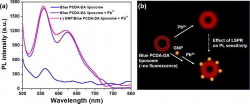 Figure 4. (a) PL spectra of Blue PCDA-DA liposome (before binding to Pb2+), Blue PCDA-DA liposome (after binding to Pb2+) and (–) GNP/Blue PCDA-DA liposome (after binding to Pb2+). (b) Schematic illustration representing effect of localized surface plasmon resonance (LSPR) on photoluminescence (PL) intensity of GNP-induced PCDA-DA liposome as a Pb2+sensing platform.