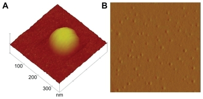 Figure 2 Atomic force microscopy study of andrographolide nanoparticles. A) Single particle 3D surface topography. B) 2D study of particle distribution (Formulation B).