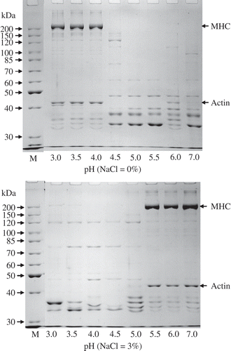 FIGURE 2 SDS-PAGE of soluble protein fractions from silver carp surimi at different pHs with or without salt. M: Standard molecular weight mixture.