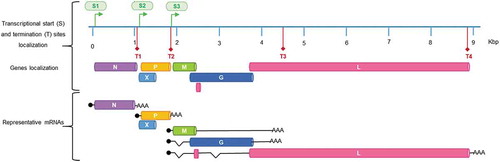 Figure 1. Borna disease virus 1 (BoDV-1) genomic map and protein-coding mRNA transcripts. BoDV uses alternative transcription strategies, like over-lapping open reading frames (ORFs) and usage of host cellular splicing mechanisms. Abbreviations: S1–S3 initiation sites of transcription; T1–T4 termination sites of transcription; (N) nucleoprotein gene; (X) X protein gene; (P) phosphoprotein gene; (M) matrix protein gene; (G) glycoprotein gene; (L) RNA-dependent RNA-polymerase gene [Citation1]. The genomic map is similar for all bornaviruses, as far as known, except for Queensland carbovirus and the Southwest carbovirus, which have the gene order 3ʹ-N-X-P-G-M-L-5ʹ, representing a transposition of the G and M genes [Citation19].