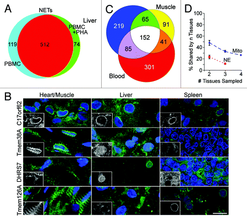 Figure 2. Nuclear envelope proteome composition. (A) Differences in NETs identified between unstimulated and PHA-activated states of the leukocyte NE. (B) Staining of rat tissue cryosections with antibodies to different NETs confirms their tissue specificity. C17orf62 was identified in all tissues and antibodies gave a nuclear rim staining confirming NE residence in all three tissues. In contrast Tmem38A antibodies only give a nuclear rim staining pattern for muscle where it was uniquely identified, DHRS7 antibodies for liver where it was uniquely identified and Tmem126A antibodies for blood where it was uniquely identified. Images taken with permission from Figure 5C in Korfali et al., 2012 Nucleus.Citation40 (C) Less than 20% of NETs identified in the three proteome studies of blood leukocytes, muscle and liver were found in all three tissues. Figure taken with permission from Figure 4A in Korfali et al., 2012 Nucleus.Citation40 (D) Comparison of NE tissue variation with mitochondrial tissue variation. The percentage of the total proteins identified that were found in multiple tissues is plotted against the number of tissues.